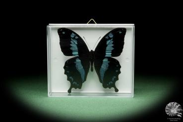 Papilio oribazus ein Schmetterling