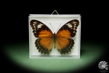 Cethosia cydippe chrysippe a butterfly