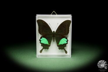 Papilio paris ein Schmetterling