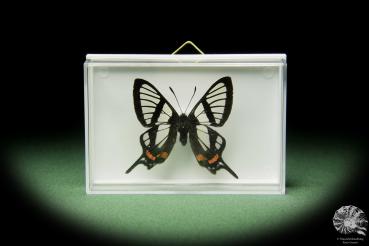Chorinea sylphina ein Schmetterling
