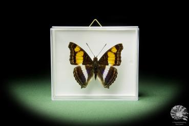 Doxocopa laure ein Schmetterling