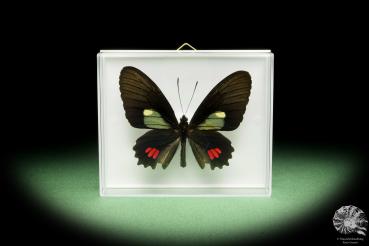 Parides erithalion erlaces a butterfly