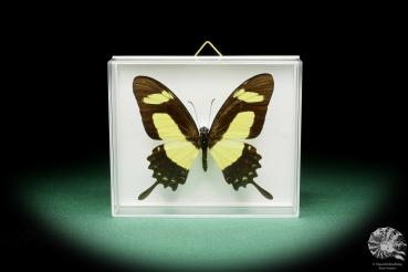 Papilio torquatus a butterfly