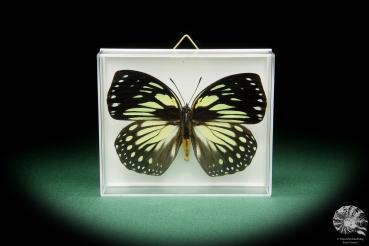 Euxanthe crossleyi a butterfly
