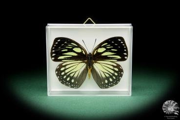 Euxanthe crossleyi ein Schmetterling