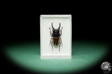 Prosopocoilus lateralis lorquinii a beetle