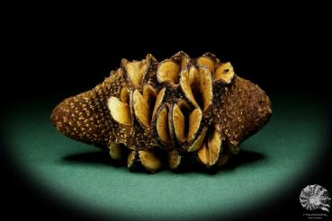 Banksia hookeriana  a dried fruit