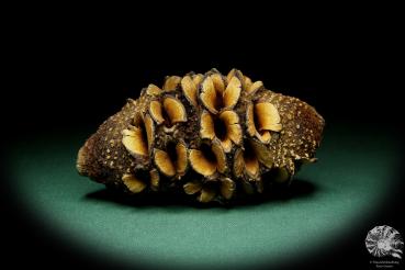 Banksia hookeriana  a dried fruit