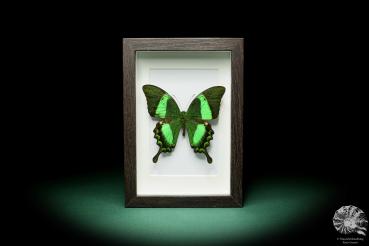 Papilio palinurus a butterfly