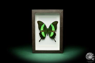 Papilio palinurus ein Schmetterling
