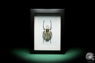 Goliathus orientalis a beetle