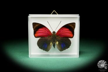 Agrias claudia lugens a butterfly