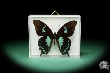 Papilio epiphorbas ein Schmetterling
