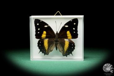 Baeotus japetus ein Schmetterling