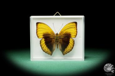 Cymothoe hypatha ein Schmetterling