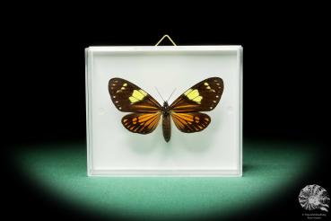 Chetone phyleis ein Schmetterling