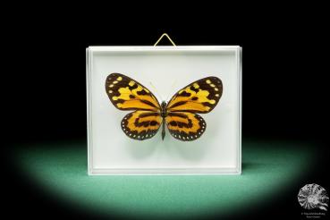 Lycorea halia pales ein Schmetterling