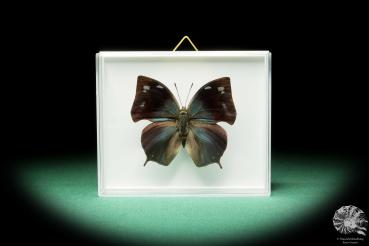 Anaea philumena ein Schmetterling