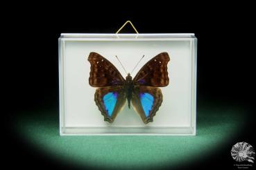 Doxocopa cyane ein Schmetterling