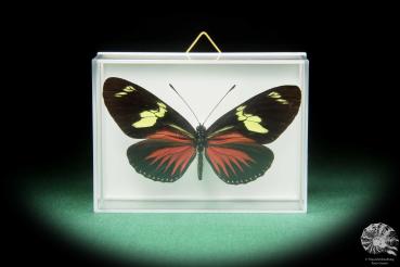 Heliconius doris transiens ein Schmetterling