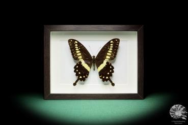 Papilio lormieri a butterfly