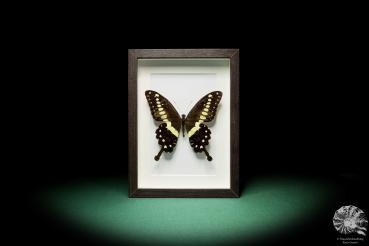 Papilio lormieri ein Schmetterling