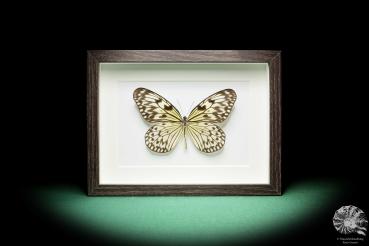 Idea leuconoe a butterfly