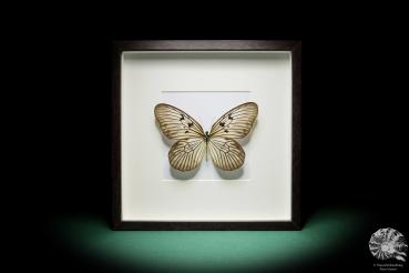 Idea idea blanchardii a butterfly