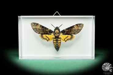 Acherontia atropos ein Schmetterling