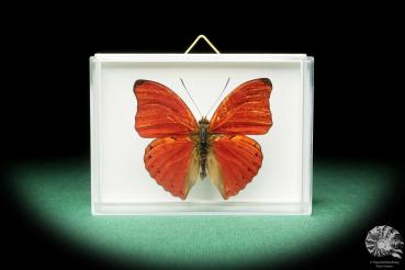 Cymothoe sangaris ein Schmetterling