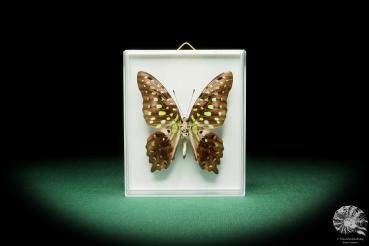Graphium agamemnon a butterfly