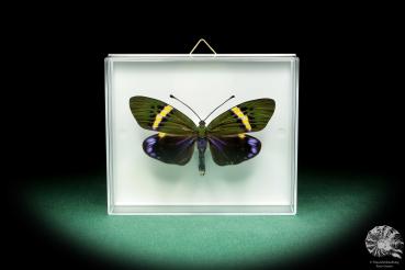 Eterusia repleta a butterfly