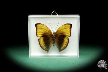 Cymothoe hypatha ein Schmetterling