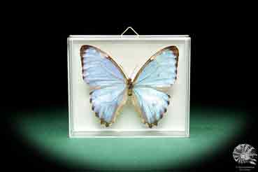 Morpho thamyris ein Schmetterling