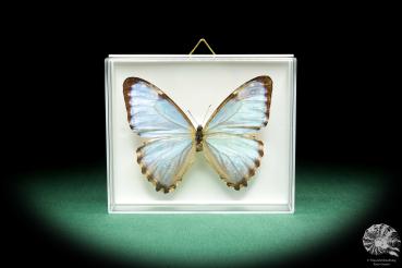Morpho thamyris a butterfly