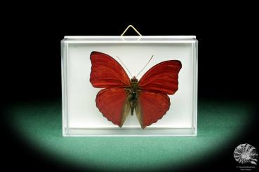 Cymothoe sangaris ein Schmetterling
