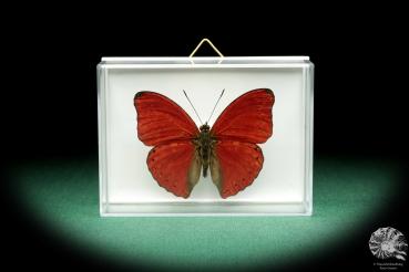Cymothoe sangaris a butterfly