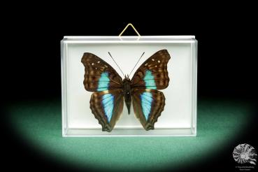 Doxocopa laurentia a butterfly