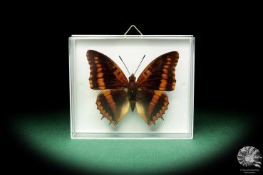 Charaxes lucretius a butterfly