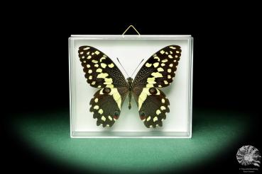 Papilio demodocus a butterfly