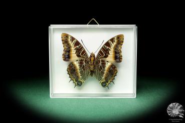 Charaxes pollux a butterfly