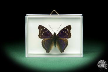 Doxocopa elis ein Schmetterling