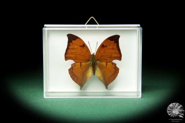 Zaretis itys isidora ein Schmetterling