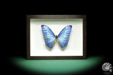 Morpho adonis a butterfly