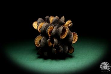 Banksia speciosa  a dried fruit