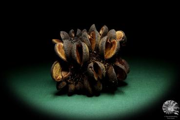Banksia speciosa  a dried fruit