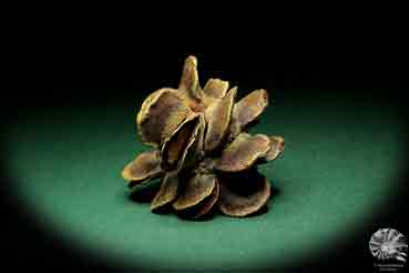 Banksia laricina  a dried fruit