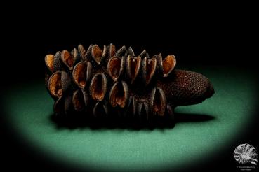 Banksia media  a dried fruit