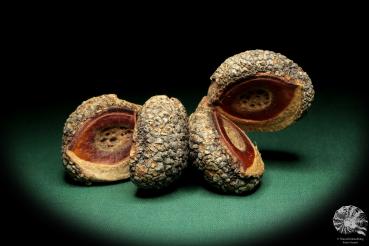 Hakea pandanicarpa  a dried fruit