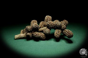 Allocasuarina humilis  a dried fruit
